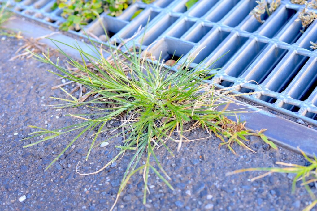 アスファルトやコンクリートの継ぎ目・隙間の雑草